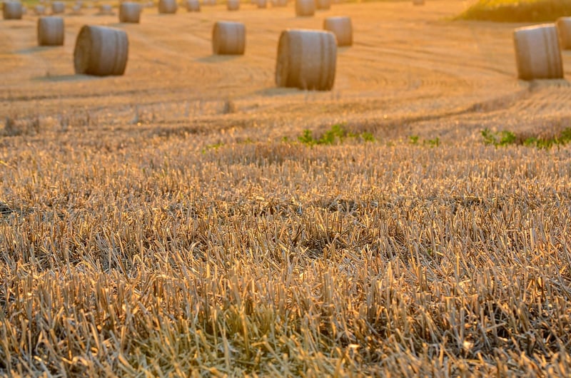 Harvest Charms