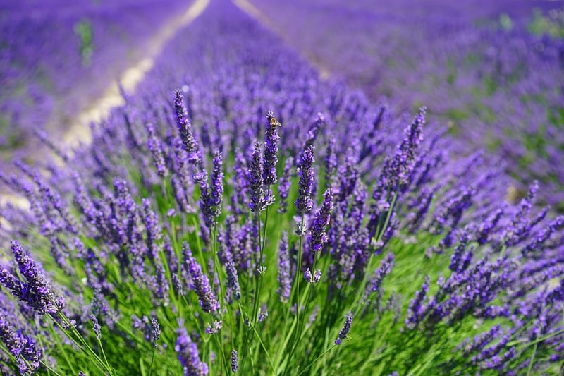 Mystical Herb Cultivation