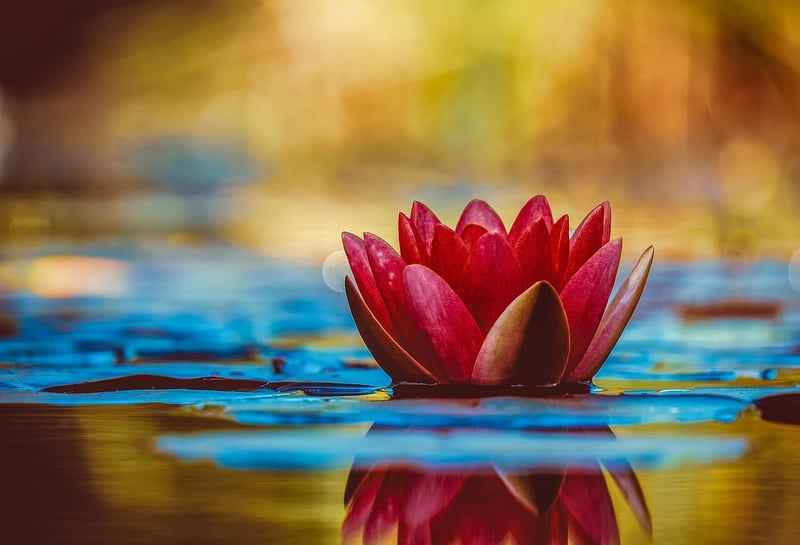 Water-nurtured Botany